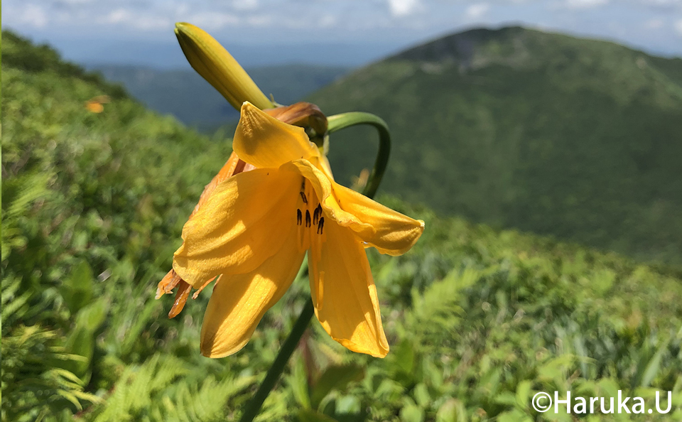 天塩岳で見られる高山植物2