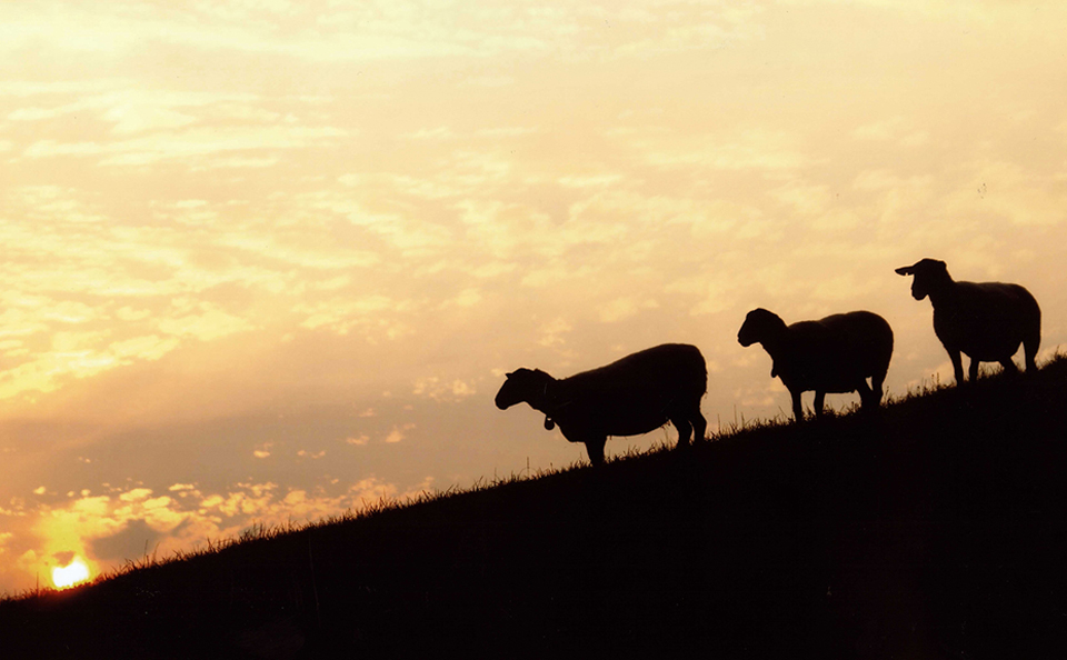 夕暮れに浮かぶ羊のシルエット-羊と雲の丘-
