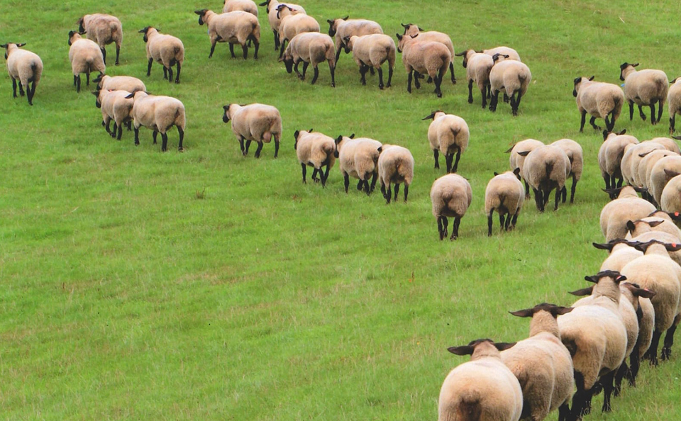 丘を歩く羊たちの列