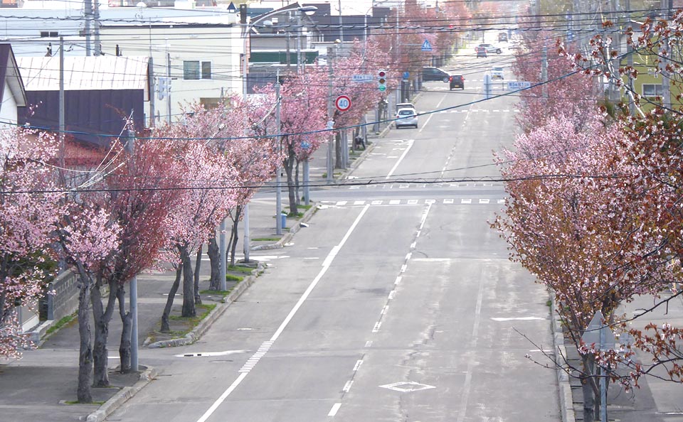 士別神社から見える桜街道